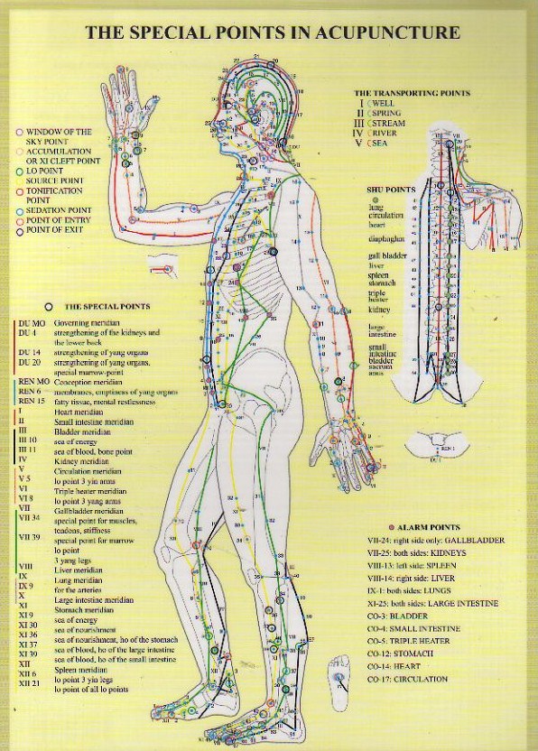 Special Points of Acupuncture Chart AcuMedic Shop