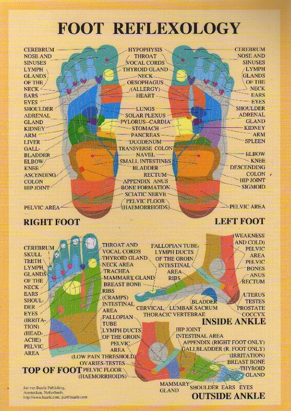 Foot Reflexology Chart - AcuMedic Shop