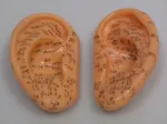 7.5cm tall plastic left and right model illustrating acupuncture points in Chinese characters and English numbers.