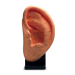 12cm tall plastic ear model illustrating  acupuncture  points in Chinese characters and English numbers.