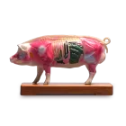 Pig Model