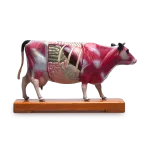 16cm tall plastic cow model. The front side shows 68 acupuncture points, and the back shows the muscles, and the internal tissues in colour.
